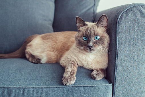 Beautiful colorpoint blue-eyed cat lying on couch sofa looking in camera. Fluffy hairy domestic pet with blue eyes relaxing indoors at home. Cross-eyed adorable furry animal