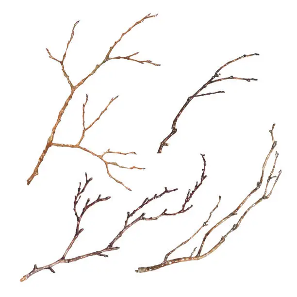 Vector illustration of Set of Tree Branches isolated on white background. Hand drawn watercolor illustration of dry twigs without leaves. Decoration vector element