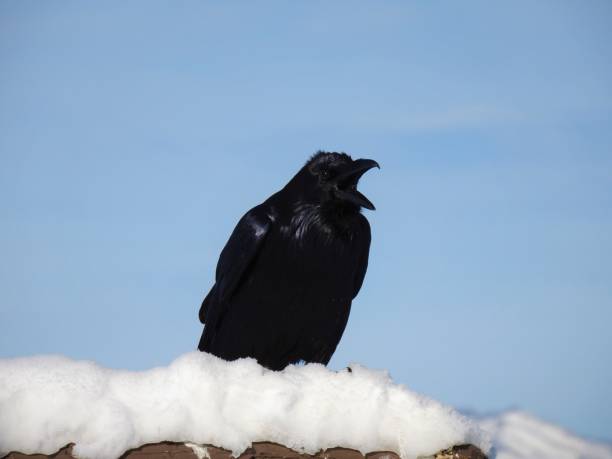 Raven Calling Large black bird calling out in the winter air. raven corvus corax bird squawking stock pictures, royalty-free photos & images