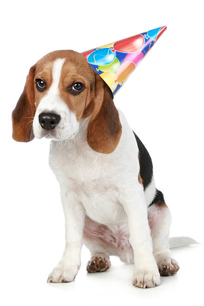 istock Beagle puppy  with birthday party hat 119513812