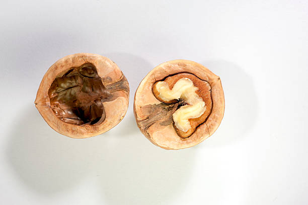 walnut – zdjęcie