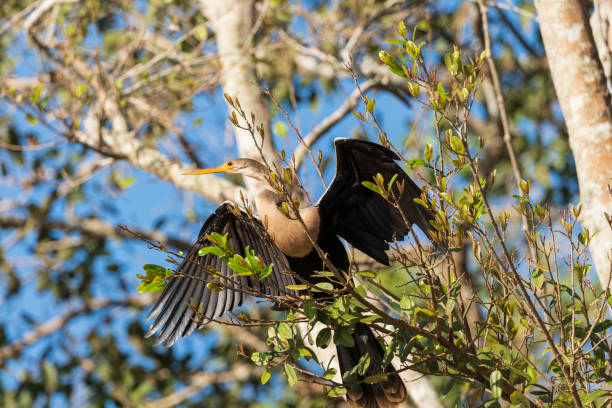 istock Female Anhinga Drying its Wings in a Tree 1195142654