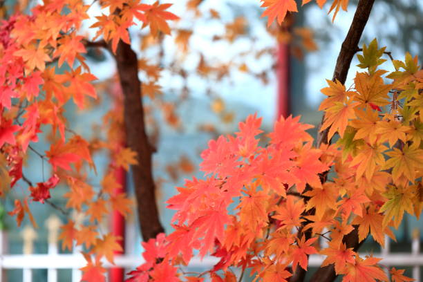 istock the beautiful autumn foliage 1195142743