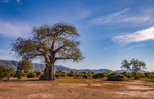 Lower Zambezi National Park - 2019 Lower Zambezi, Zambia zambia stock pictures, royalty-free photos & images