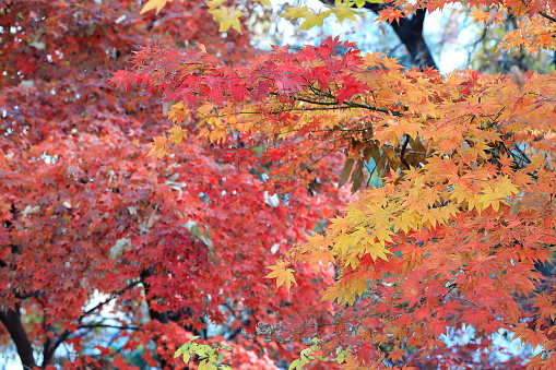 the beautiful autumn foliage of Korea