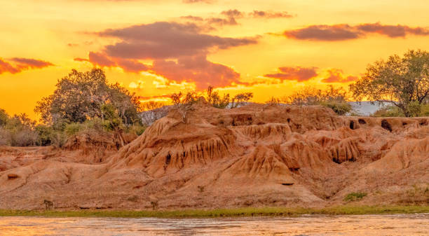 istock Lower Zambezi National Park - 2019 1195143432
