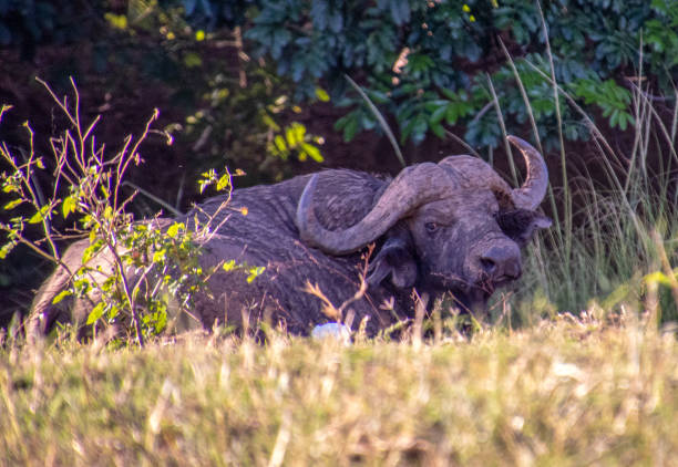 Lower Zambezi, Zambia