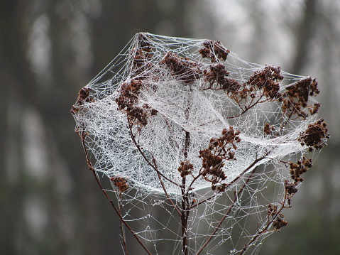 Spider webs covered in dew