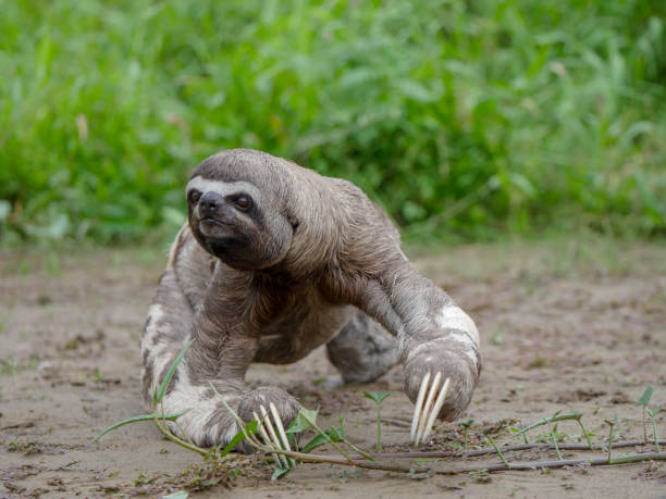 istock Three-toed sloth portrait in wild 1195150466