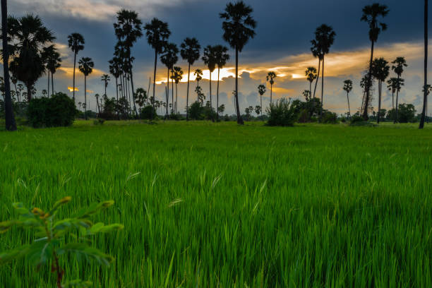 Rice farmland with sugar palm during twilight sunset in rural of Thailand