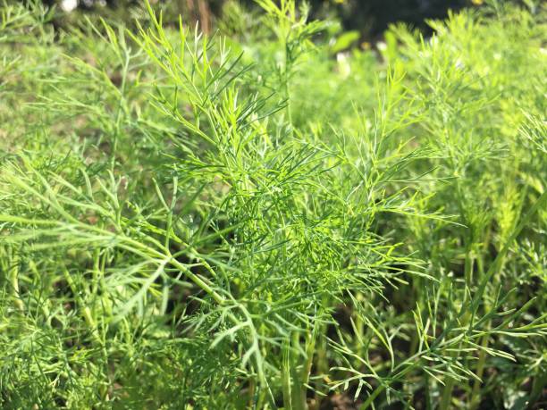 istock Morning coriander in the garden 1195157569
