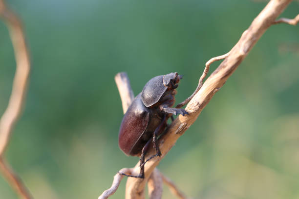 istock Black beetle insect perched on a dry branch with green nature background. 1195159221
