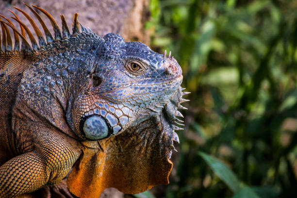 istock adult orange iguana head close up 1195160787