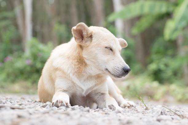 istock Homeless and hungry little dog 1195162692