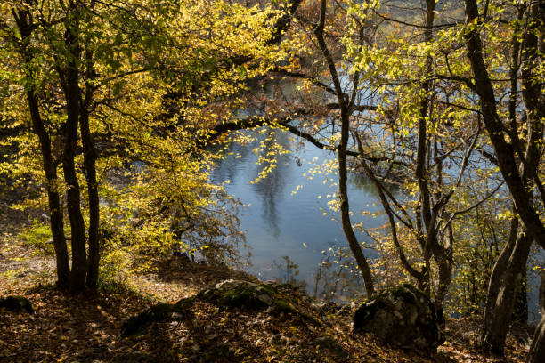 istock Autumn yellow leaves hanging over the river 1195165434