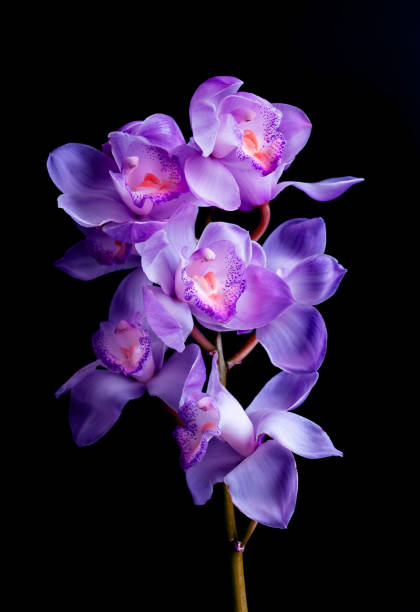 Beautiful orchids purple on black color background.