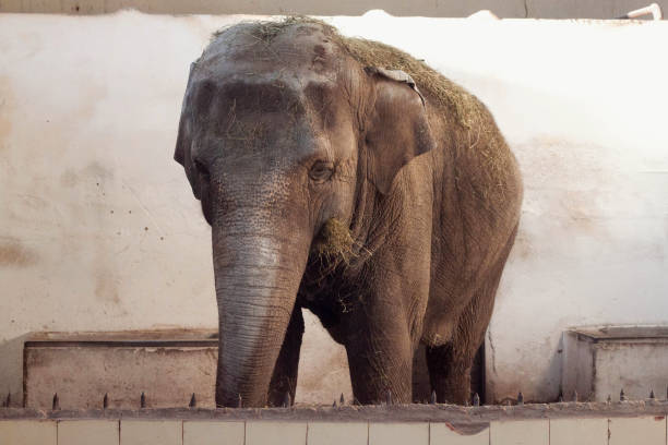 istock Big old Asian elephant at the zoo cage. 1195168143