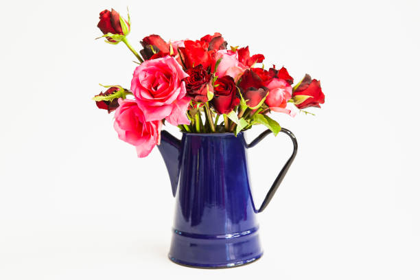 istock Roses are red in blue kettle isolated on white 1195168260
