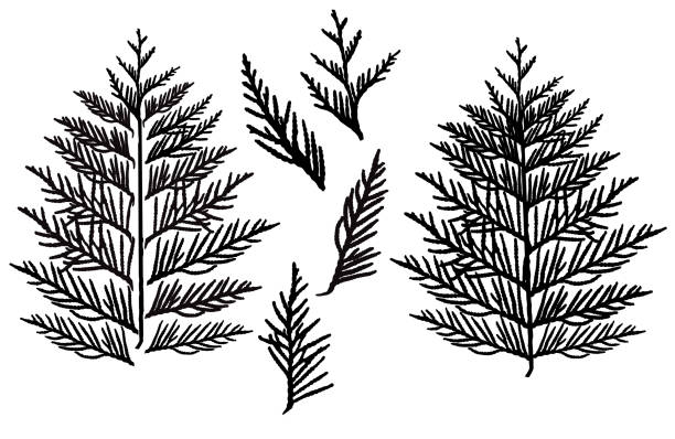 illustrations, cliparts, dessins animés et icônes de silhouette de la branche thuja, ensemble. arbre ornemental. éléments distincts. illustration de vecteur. - pine tree pine cone branch isolated