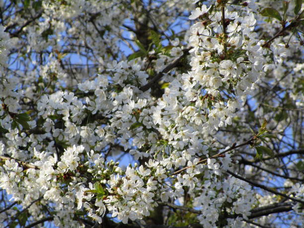 istock Pretty Cherry Blossom Flowers 2019 1195169213