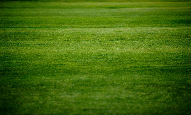 istock Freshly cut green grass in a field 119516976