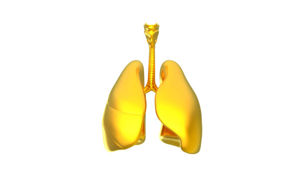 istock 3D Render image of lungs in golden colour 1195170702