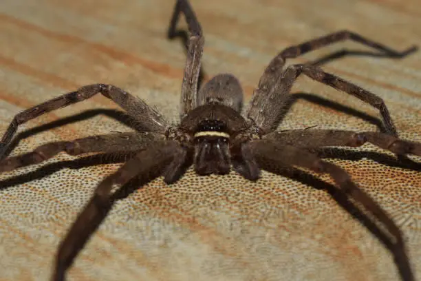Photo of closeup thai golden spider have  brown colour on the floor