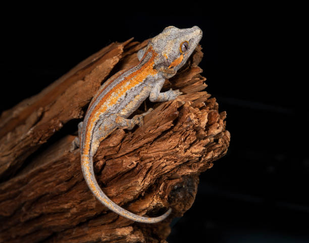 istock Gargoyle Gecko on a log 1195171658