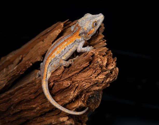 Gargoyle Gecko on a log stock photo