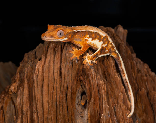 Lilly White Crested Gecko stock photo