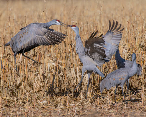 istock Sandhill Cranes fighting in a corn field 1195171705