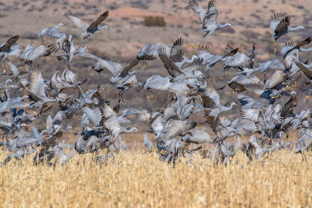 istock A flock of Sandhill Cranes 1195172287