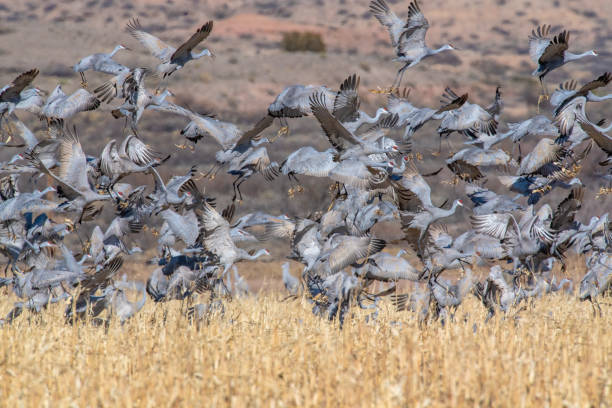 A flock of Sandhill Cranes stock photo