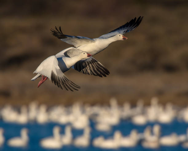 A pair of Snow Geese stock photo