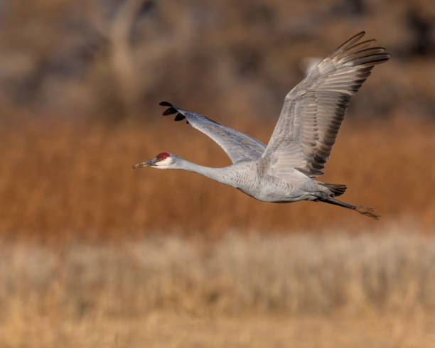 istock Sandhill Crane in flight 1195172394