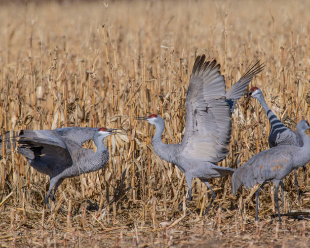istock Sandhill Cranes fighting in a corn field 1195172397