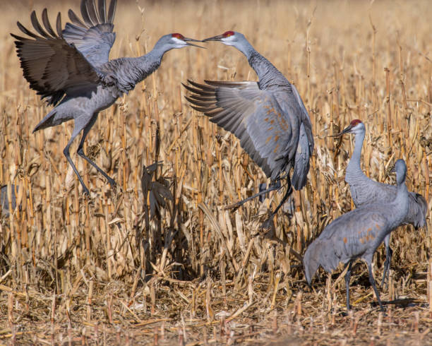 istock Sandhill Cranes fighting in a corn field 1195172420