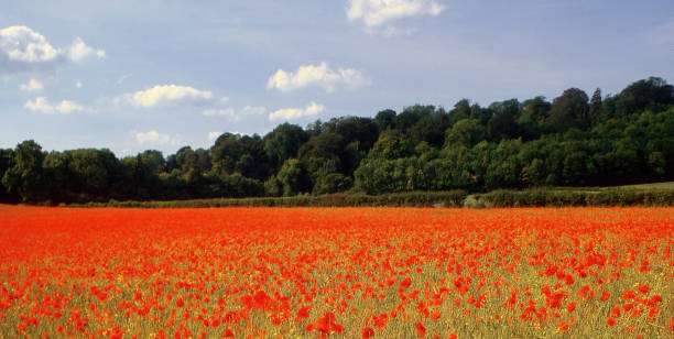 campos de amapola del 1er. batallas de guerra mundiales - el valle de somme picardía francia europa. grabado en película de formato medio. - medium format camera fotos fotografías e imágenes de stock