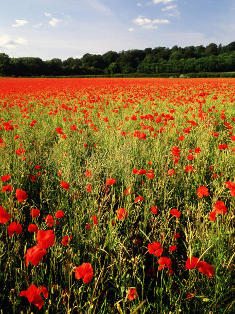 campos de amapola del 1er. batallas de guerra mundiales - el valle de somme picardía francia europa. grabado en película de formato medio. - medium format camera fotos fotografías e imágenes de stock