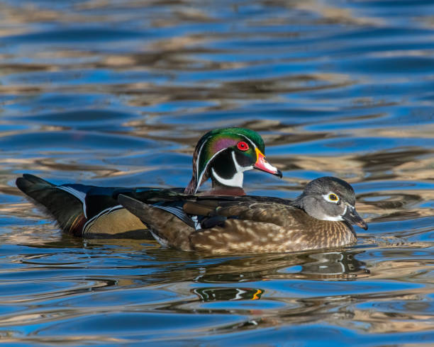 istock A pair of Wood Ducks 1195173422