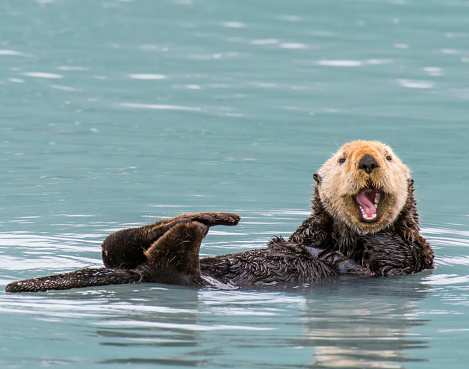 Sea Otter in the Prince William Sound, Alaska