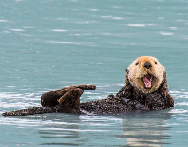 Sea Otter Sea Otter in the Prince William Sound, Alaska sea otter stock pictures, royalty-free photos & images