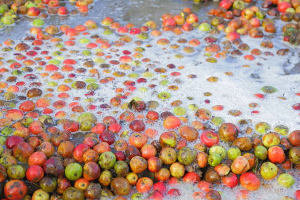 istock Washing cider apples in distillery 1195174556