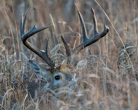 A White-tailed Deer Buck hiding in the tall grass during the rut in Southwest Oklahoma