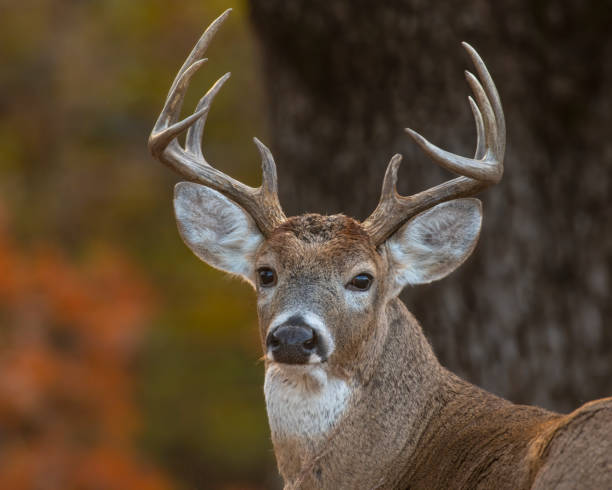 White-tailed Deer stock photo