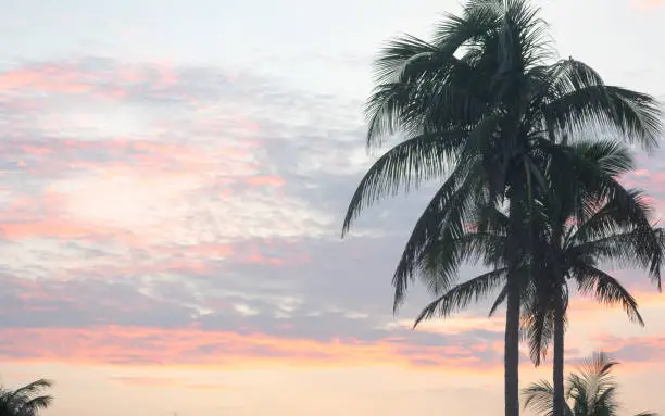 Coconut palm tree on dramatic red sunset sky background Silhouette. Tropical treetop on evening cloudscape backdrop. Summer vacation travel tourism on exotic artistic design element concept. Goa India