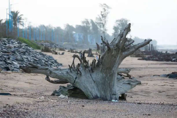 A large abandoned Fossilized roots cut tree trunk discover in pebble stones beach in Summer. Prevent tree deforestation - save the planet earth environment, world environmental conservation concept.