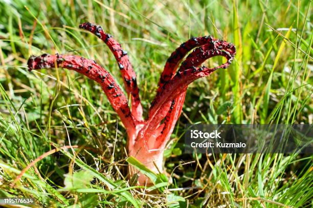 Çok Sıradışı Kırmızı Polip Mantar Ahtapot Stinkhorn Veya Şeytanın Parmakları Olarak Da Bilinir Stok Fotoğraflar & Fungi‘nin Daha Fazla Resimleri