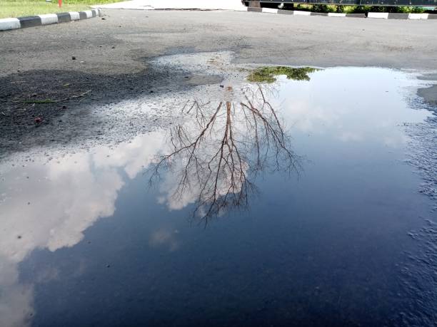 istock Take a picture of tree. 1195176640