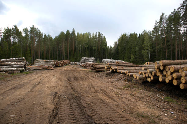 istock Stacks of pine logs against pine forest 1195177389